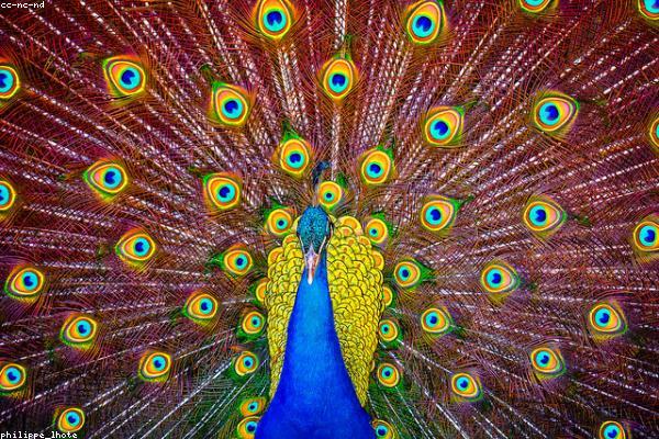 关于creative的专业图片