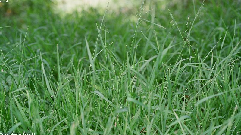 growth主题的精美插图