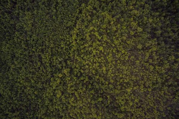 展示去年某安全报告显示概念的视觉内容