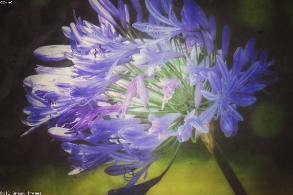 growth相关的高质量图像