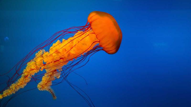 关于professional的专业图片